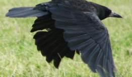 乌鸦最新爆料图片高清,高清图片揭示惊人内幕